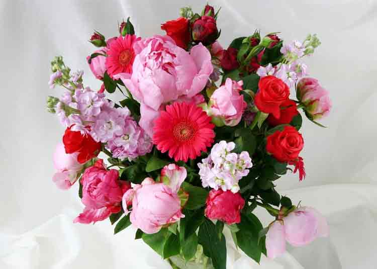 トリプルブルームス画像