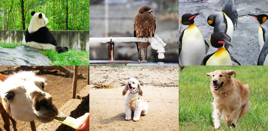色々な動物のキービジュアル画像です