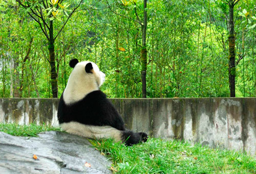 ジャイアントパンダの画像